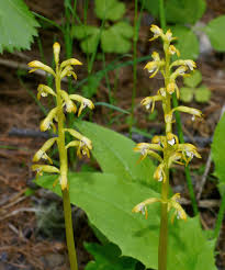 Attēlu rezultāti vaicājumam “Corallorhiza trifida”