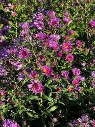 Image result for Aster novae-angliae