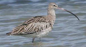 Attēlu rezultāti vaicājumam “Numenius arquata”