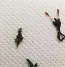 Attēlu rezultāti vaicājumam “Cinclidotus danubicus cells”