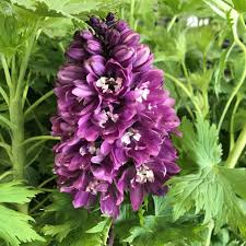 Attēlu rezultāti vaicājumam “Delphinium elatum”