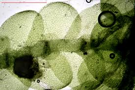 Attēlu rezultāti vaicājumam “Calypogeia neesiana”