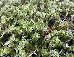 Attēlu rezultāti vaicājumam “Rhytidiadelphus triquetrus sporophyte”