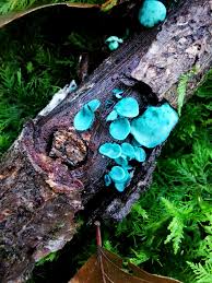 Attēlu rezultāti vaicājumam “Chlorociboria aeruginascens”