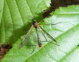 Attēlu rezultāti vaicājumam “Ptychoptera sp. female”
