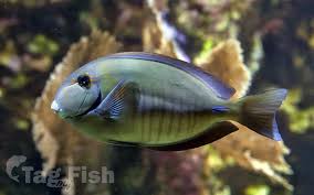 Image result for Acanthurus chirurgus