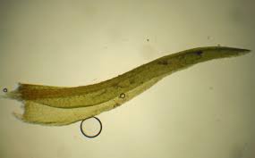 Attēlu rezultāti vaicājumam “Dichodontium pellucidum”