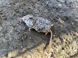 Attēlu rezultāti vaicājumam “Sorex sp.”