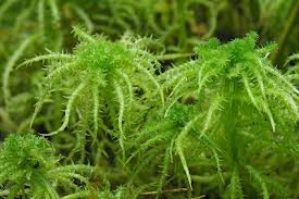 Attēlu rezultāti vaicājumam “Sphagnum squarrosum”