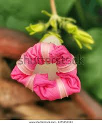 Image result for Prunkwinde