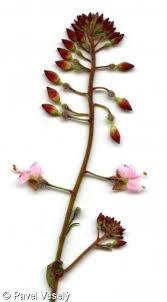 Attēlu rezultāti vaicājumam “Circaea lutetiana bud”