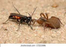 Attēlu rezultāti vaicājumam “Anoplius viaticus”