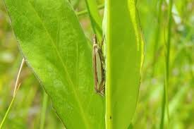 Attēlu rezultāti vaicājumam “Crambus pratella”