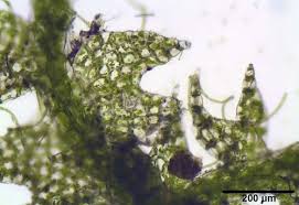 Attēlu rezultāti vaicājumam “Cephalozia bicuspidata sporophyte”