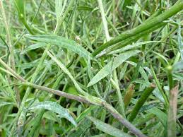 Attēlu rezultāti vaicājumam “Ranunculus flammula leaf”