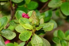 Attēlu rezultāti vaicājumam “Exobasidium vaccinii”