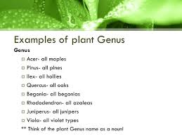 Image result for genus