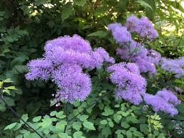 Attēlu rezultāti vaicājumam “Thalictrum aquilegifolium flower”