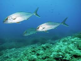 Image result for Seriola dumerili