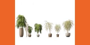 Attēlu rezultāti vaicājumam “Salix caprea”