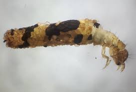 Attēlu rezultāti vaicājumam “Chaetopteryx villosa”