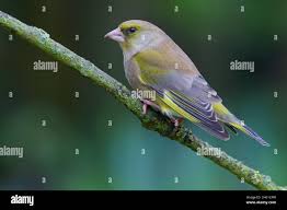 Attēlu rezultāti vaicājumam “Chloris chloris male”