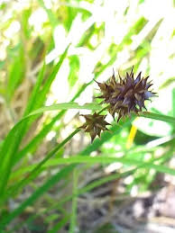 Attēlu rezultāti vaicājumam “Carex globularis flower”