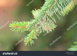 Attēlu rezultāti vaicājumam “Sacchiphantes abietis”