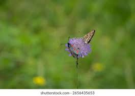 Attēlu rezultāti vaicājumam “Mellicta athalia upperside”