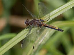 Attēlu rezultāti vaicājumam “Leucorrhinia pectoralis”