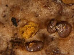 Attēlu rezultāti vaicājumam “Perichaena corticalis macro”