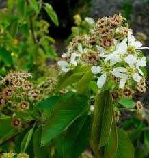 Attēlu rezultāti vaicājumam “Amelanchier spicata flower”