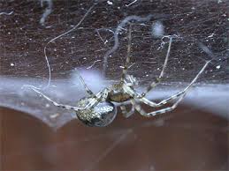 Attēlu rezultāti vaicājumam “Neriene montana”