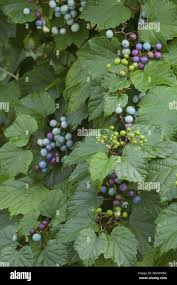 Attēlu rezultāti vaicājumam “Ampelopsis glandulosa var. brevipedunculata”