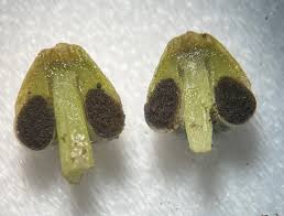 Attēlu rezultāti vaicājumam “Conocephalum salebrosum sporophyte”