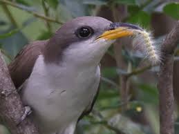 Image result for Coccyzus americanus