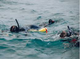 Image result for Wyndley NSC Snorkelling Club