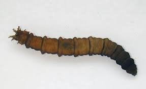 Attēlu rezultāti vaicājumam “Tipulidae larva”