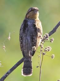 Attēlu rezultāti vaicājumam “Jynx torquilla adult”