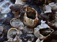 Attēlu rezultāti vaicājumam “Balanus improvisus”