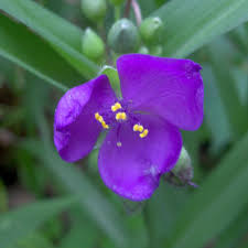 Attēlu rezultāti vaicājumam “Tradescantia virginiana flower”