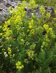 Attēlu rezultāti vaicājumam “Galium elongatum flower”