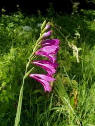 Attēlu rezultāti vaicājumam “Gladiolus imbricatus flower”