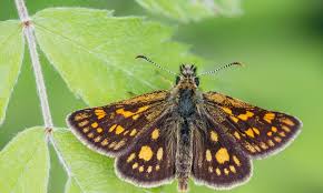 Attēlu rezultāti vaicājumam “Carterocephalus silvicolus female”