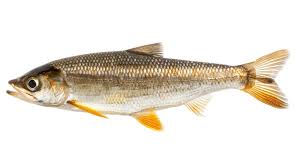 Image result for Aspius aspius