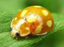 Attēlu rezultāti vaicājumam “Calvia decemguttata larva”