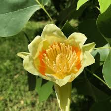 Attēlu rezultāti vaicājumam “Liriodendron tulipifera”