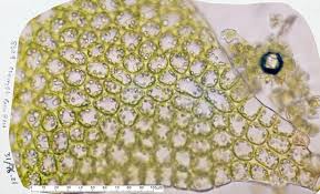 Attēlu rezultāti vaicājumam “Lophozia excisa”