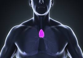 Image result for Thymus