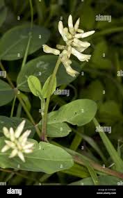 Attēlu rezultāti vaicājumam “Astragalus glycyphyllos flower”